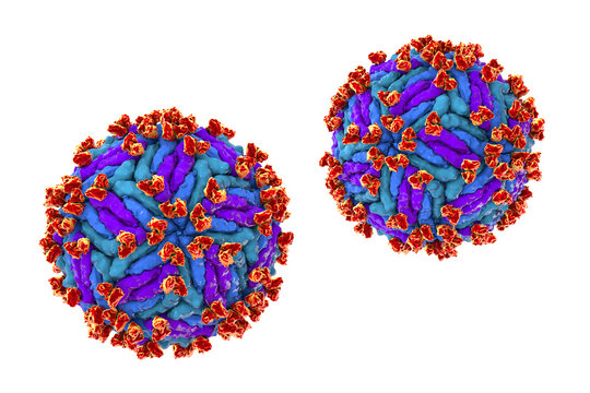 Zika virus complexed with antibodies, 3D illustration