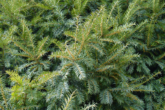 Unmature male cones in the leafage of common yew in March