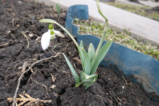 One white flower of Galanthus nivalis in March