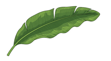 Obraz premium Large vibrant green banana leaf with detailed texture and veins isolated on a clean white background for nature design.