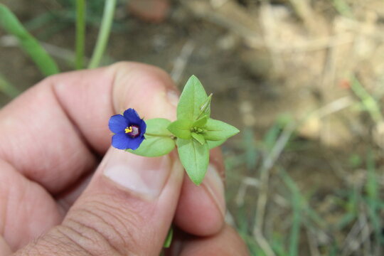 Scarlet pimpernel, Lysimachia arvensis or the Anagallis arvensis purple flowers