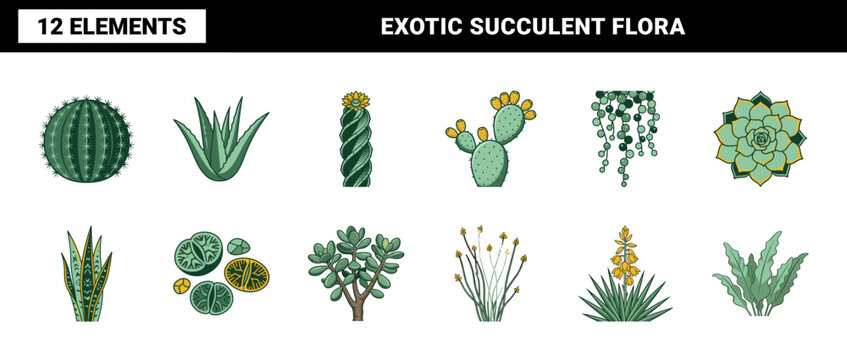 Exotic Desert Succulents Botanical Kit