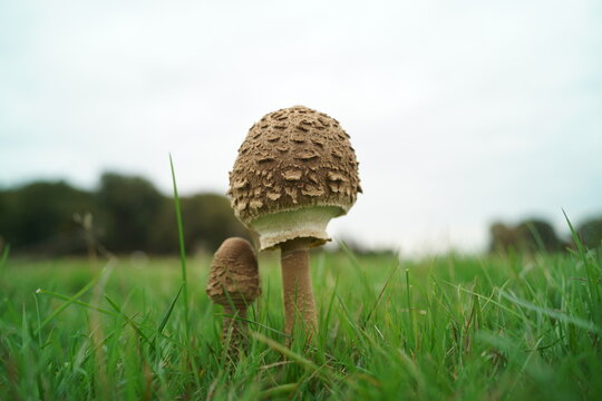 mushroom on a green grass