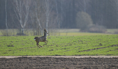 Samiec sarny (kozioł) biegnący wczesną wiosną przez pole, trawę, na tle lasu © Joanna