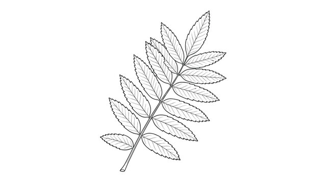 Detailed hand drawn botanical sketch of a rowan tree leaf branch with many small leaflets on a white background.