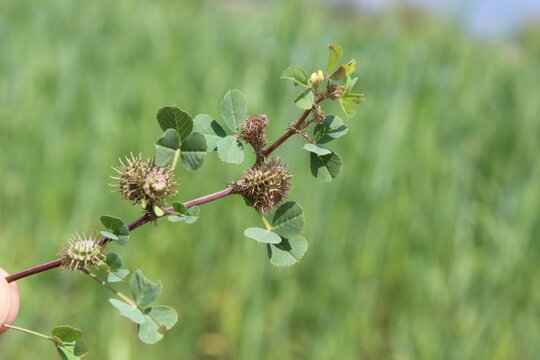 Burr medic, California burclover or Medicago polymorpha
