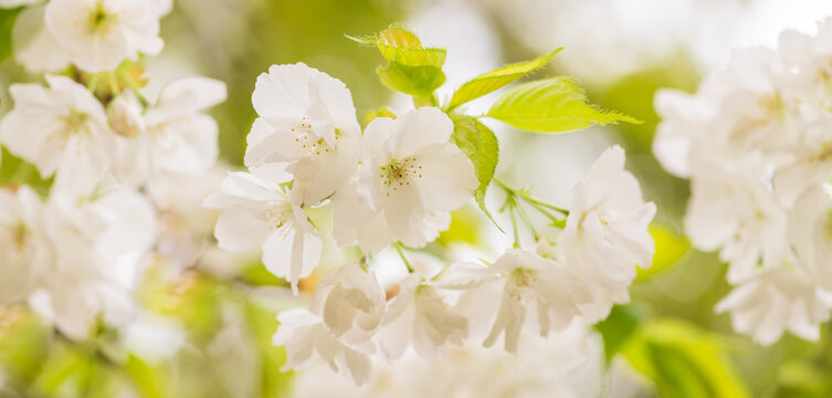 fresh white japanese sakura blossom on tree branch wallpaper