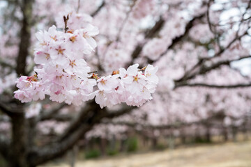 Fototapeta premium 満開の桜の花 クロースアップ