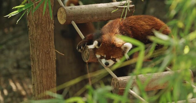 Red Panda Resting On Wooden Suspension Bridge. Cute Red Panda Face Close-up View. Ailurus Fulgens Or Lesser Panda Is Small Mammal Native To The Eastern Himalayas And Southwestern China. Red Pandas Are