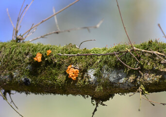 Grzyb pasożytniczy, trzęsak pomarańczowożółty (Tremella mesenterica) na gałęzi drzewa porośniętej mchem © Joanna