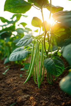 Beans flowers is garden.fresh still to pick beans hanging on a bean plant.Organic Garden Fresh Italian Green Beans.Young bean plant with flowers in the garden. Green beans grow in the vegetable garden