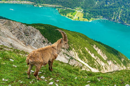 Steinbock &uuml;ber dem Achensee