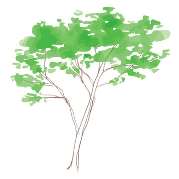 Large hand drawn green tree botanical illustration isolated on white