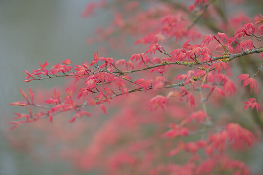 delicate dreamy red japanese acer leaves and branches background