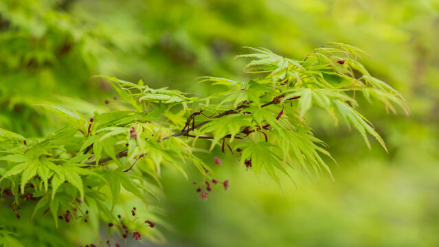 fresh green japanese acer or maple foliage on branch close up background