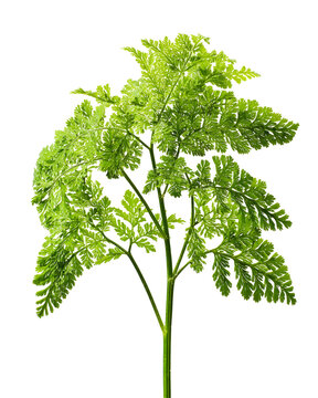 Green fern leaf dropwort plant with delicate fronds isolated on transparent background