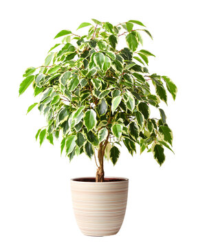 Variegated ficus benjamina houseplant in white pot isolated on transparent background