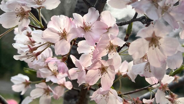 里桜」の写真素材 | 5,335件の無料イラスト画像 | Adobe Stock