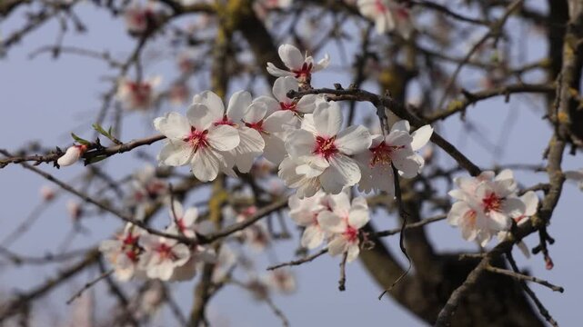 Almond tree (Prunus dulcis) blossoms moving in wind, blooming spring in deciduous trees orchard.