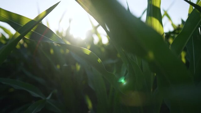 Sunlit corn leaf sways in breeze showing green maize leaf texture and farm crop detail with stalk and growth focus sunlight filtering through corn plant leaves conveying agriculture crop vitality