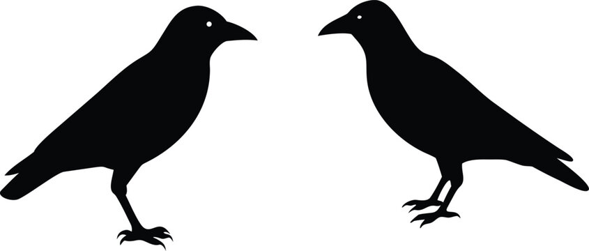 Two black crows isolated on checkered background vector silhouette graphic design.