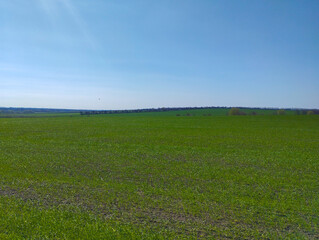 Fototapeta premium A vast green field of winter crops stretches under a clear blue sky, creating a minimalist and soothing spring landscape. The flat horizon line with a distant forest belt emphasizes the scale of agric