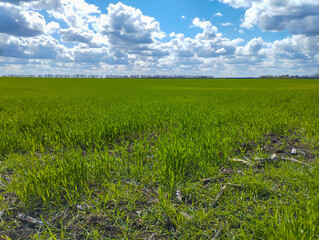 Fototapeta premium Young shoots of winter crops turn bright green against a vast field under a picturesque sky with fluffy white clouds. Sunny spring light emphasizes the freshness of vegetation and the perspective of a