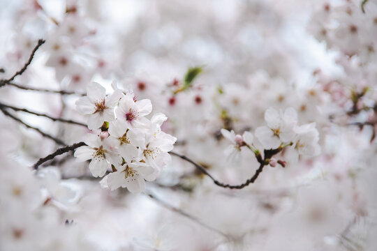 桜　sakura  