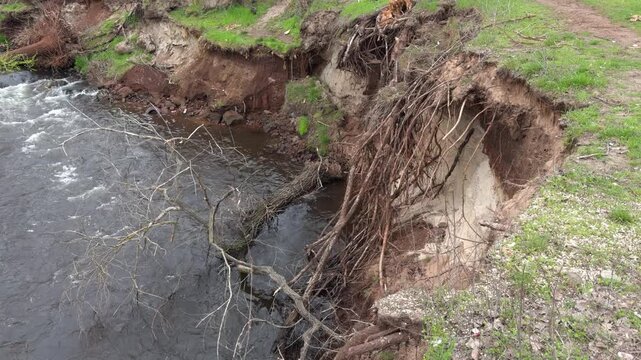 Bank erosion, soil cross-section with hanging roots above a fast river after flooding