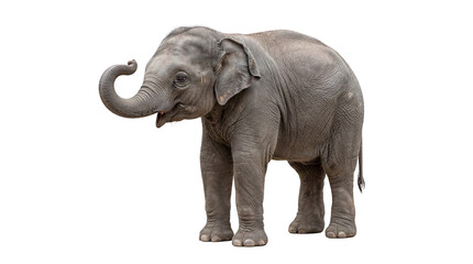 Obraz premium Elephant standing in a neutral space, showing trunk position and body posture during a calm moment in captivity or a habitat, cutout background, transparent background,
