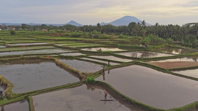 Farmer working in a flooded rice paddy field in bali with mountains view