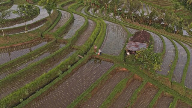 Farmers working in the stunning jatiluwih rice terraces in bali