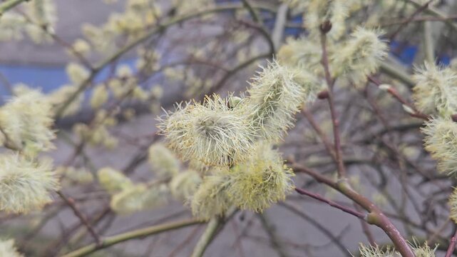 Spring blossoming willow, fluffy inflorescences on a branch, close-up. Spring