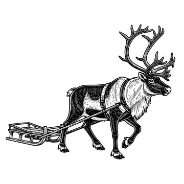 Vintage Engraving of a Reindeer Pulling a Traditional Sled in Winter