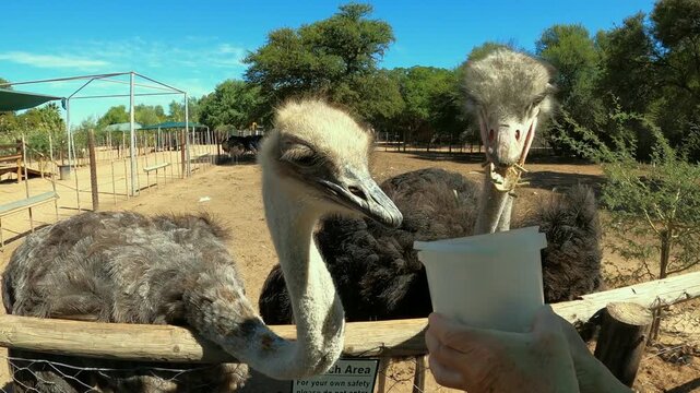 Close-up messy eaters: Ostriches eat from small bucket on African farm