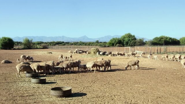Livestock agriculture: Flock of sheep in farm paddock on sunny day