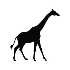 Fototapeta premium Elegant silhouette of a giraffe walking, vector illustration design, giraffe stretching neck silhouette vector illustration