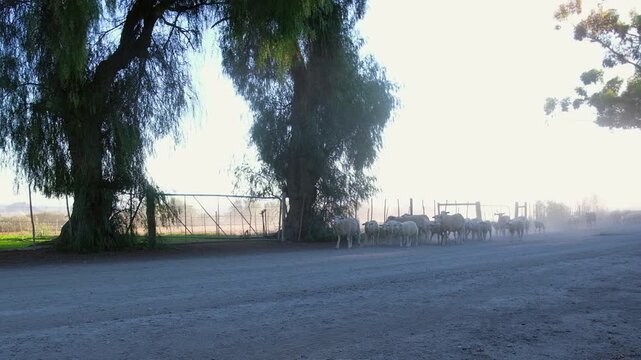Flock of domestic sheep driven along fence line on dusty high key road
