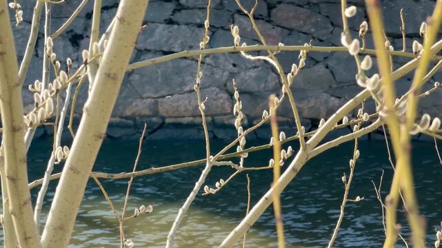 Willow Catkins in Urban Helsinki Spring &ndash; Tram Sound Atmosphere with Water in Background