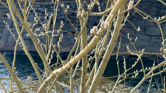Willow Catkins in Urban Helsinki Spring &ndash; Horizontal Video with Water in Background