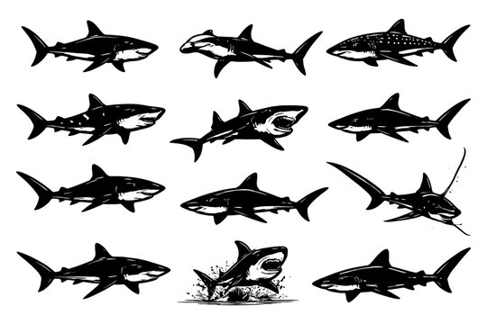 Diverse shark silhouettes: great white, hammerhead, whale, tiger, mako, and more.
