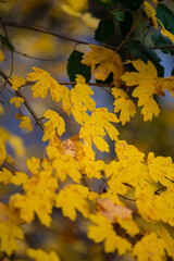 Obraz premium Yellow oak leaves on a beautiful autumn and winter forest landscape scene