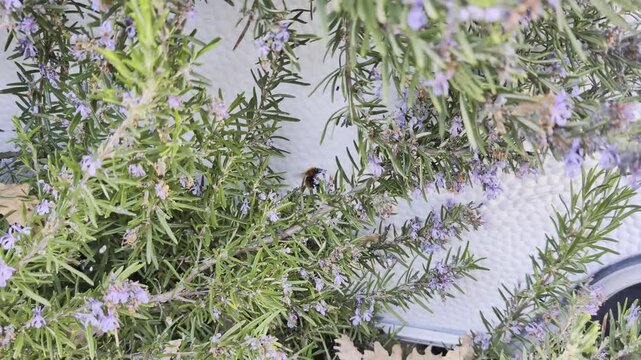 Un&rsquo;ape raccoglie nettare tra i fiori di rosmarino, immersa in un&rsquo;atmosfera naturale e luminosa che valorizza il ruolo degli impollinatori e la bellezza delle erbe aromatiche mediterranee