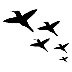 Obraz premium Hummingbird Silhouette Flock