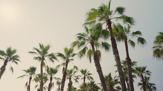 Group of palm trees in low angle on sunny hot day in summer in Middle East. Heat wave as tall trees move slowly in wind blowing by beach or ocean. Tropical or desert. Israel country in mediterranean