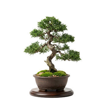 Twisted juniper bonsai tree with lush green foliage in a ceramic pot on a wooden stand
