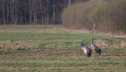 Dwa żurawie stojące na polu, łące, na tle lasu, wczesną wiosną © Joanna