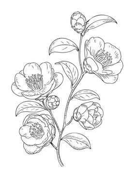 Hand drawn camellia blossoms and buds on branch in antique botanical ink line art composition.