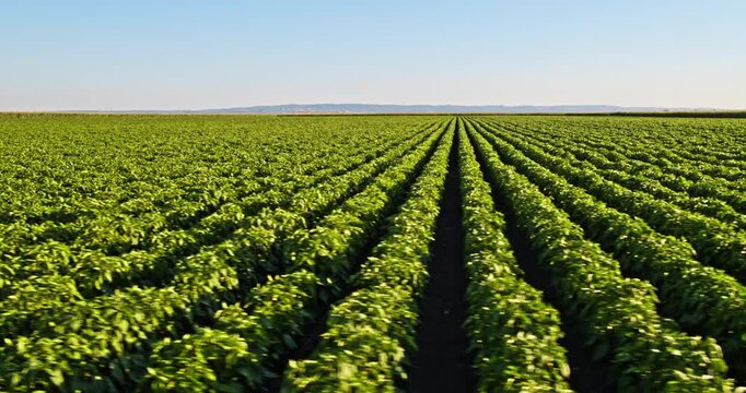 Green agricultural field with rows of crops