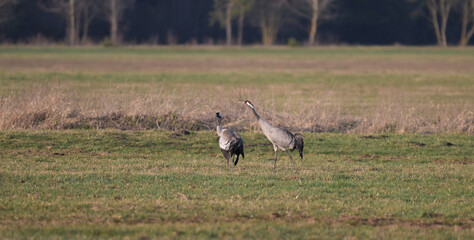 Dwa żurawie stojące na polu, łące, na tle lasu, wczesną wiosną © Joanna